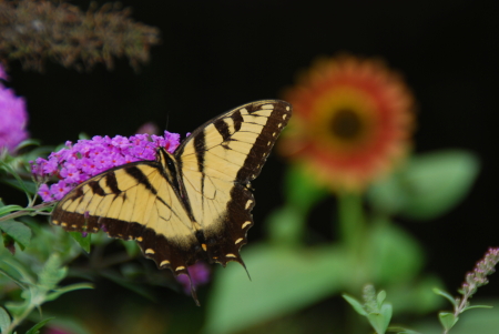 Butterfly and sunflower at Bart's