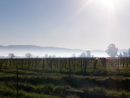 Vineyard in Napa