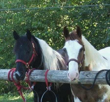 Two of our 3 horses:  LaceyJ and Gringo.