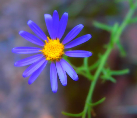 Zion Wildflower