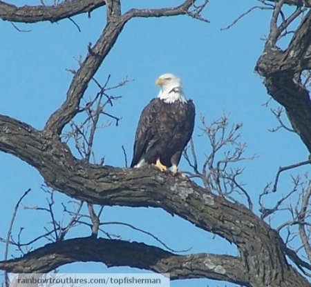 Jill's Iowa Eagle