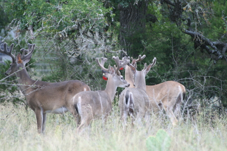 deer 7-19-08 009