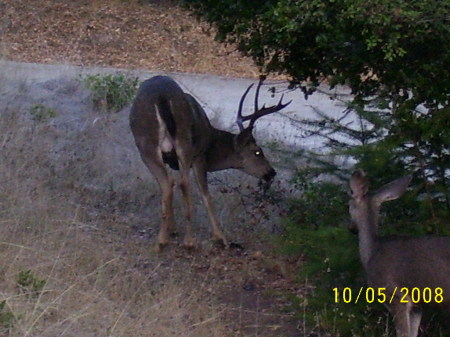 More deer in are back yard