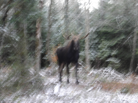 Curious Bull Moose