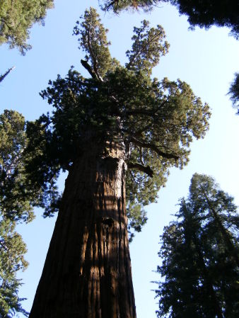 General Sherman in Sequoia  08/08