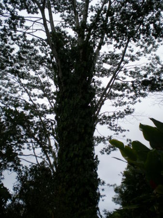 Tree Near Akaka Falls