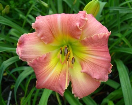 Daylily 'Rose Victorious'