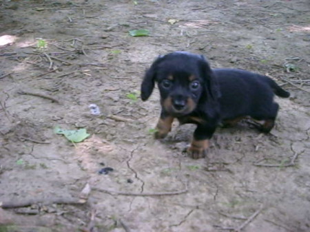 This is Mia my daschound puppy!! aaaahhhhh!!