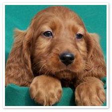 irish_setter_puppy