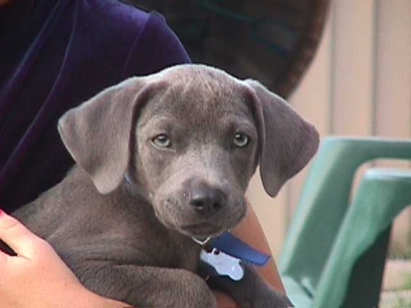 Our dog Cooper as a pup.