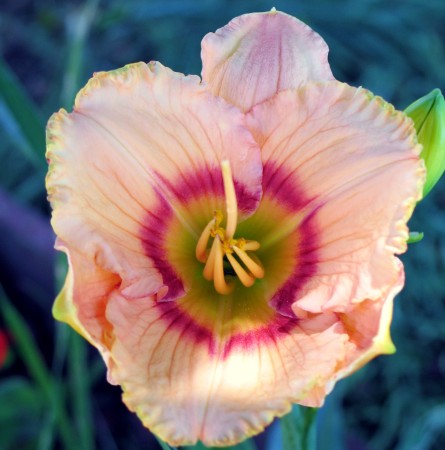 Daylily