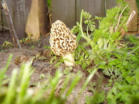 morel mushroom