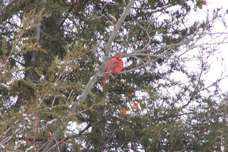 Fredbird