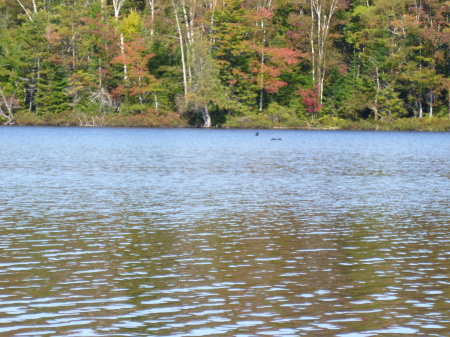 Canoeing Longpond, day 2