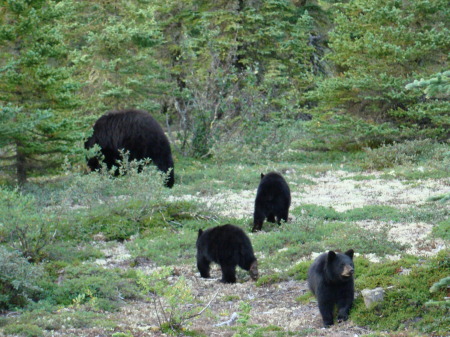 Black Bear Convention