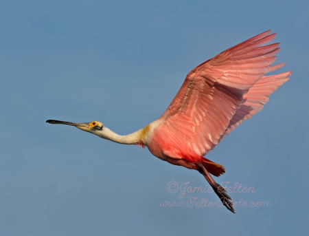 Roseate Spoonbill