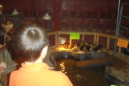 Andrew watching the baby ducks at the fair.