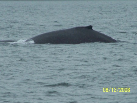 One of many whales sightings