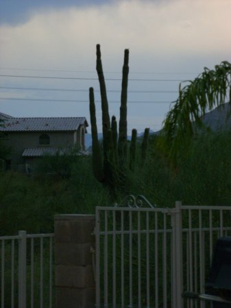 Arizona Saguaro