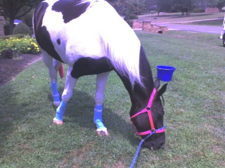 "Shelby" grazing in my front yard before show