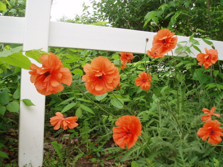 Poppies in my fence line