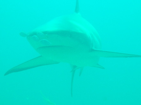 Cay Sal Shark #6 2008