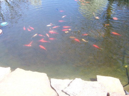 SOME OF THE FISH EARLY SUMMER