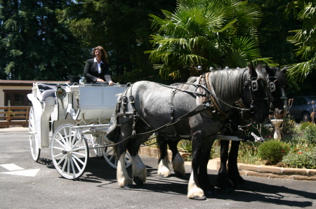 Beautiful Carriage and Horses