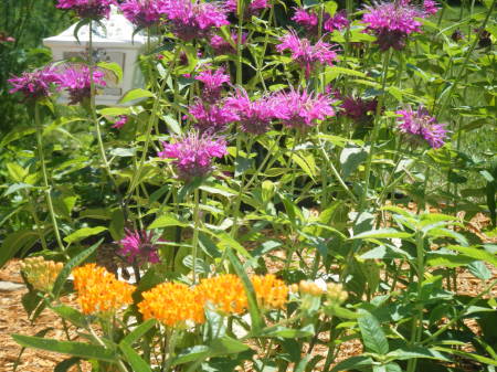 2008_0706mygarden0018