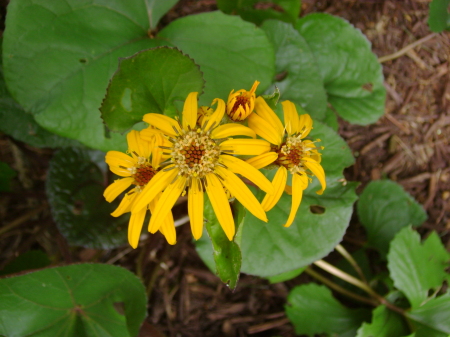 My garden blossoms