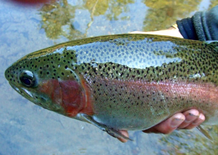 Nice big Rainbow Trout