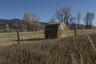 Hay Harvest