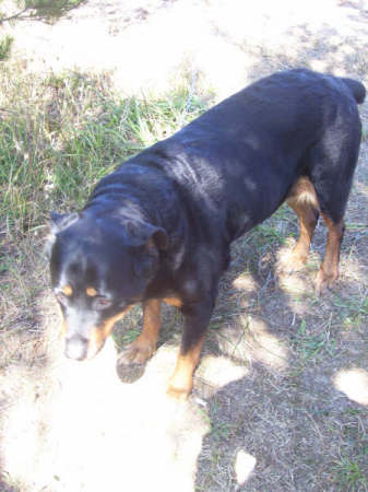 my female rott