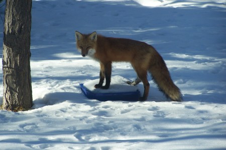 Friendly Backyard Fox 2008