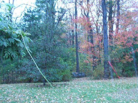 Trees from the front porch