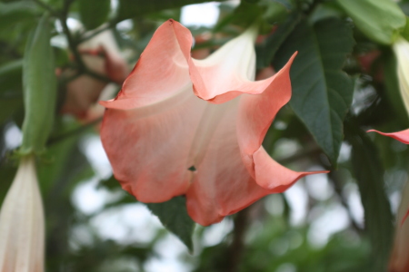 trumpet back yard