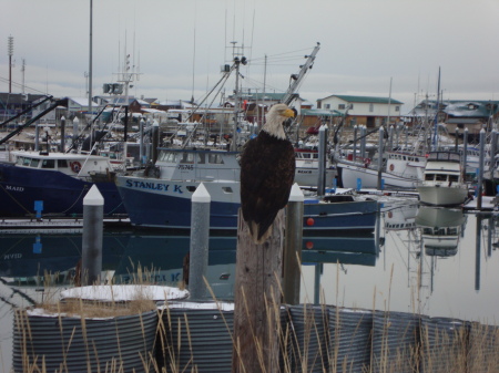 eagle at the harbor