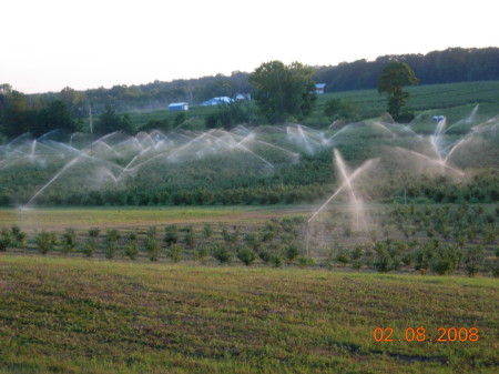 irrigating the blueberry fields