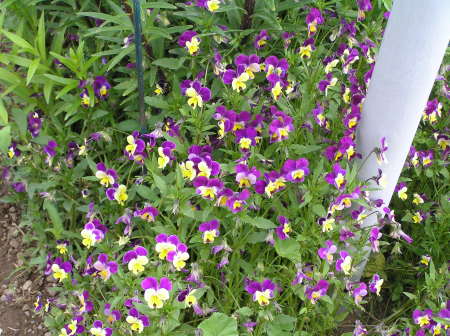 Violas