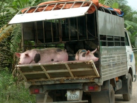 on the way to market, cho gao, vietnam