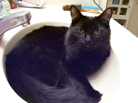 Sable in the sink