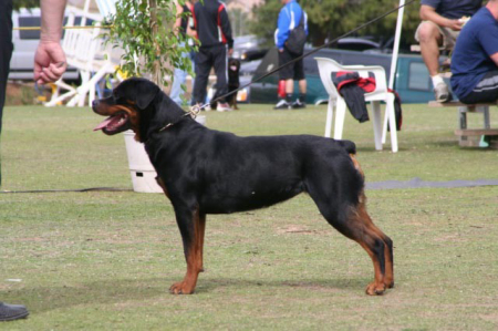 We raise and show Rottweillers