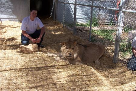 Me working with Obama the Lion '08