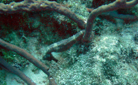 Seahorse in Bonaire NA