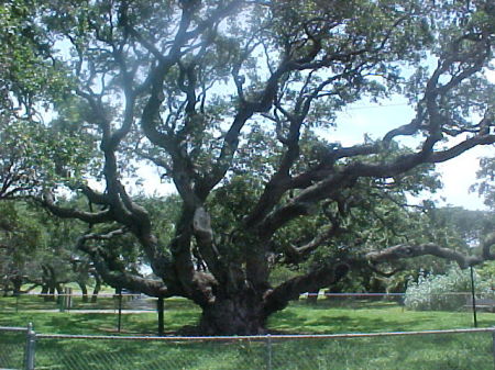 The Big Tree