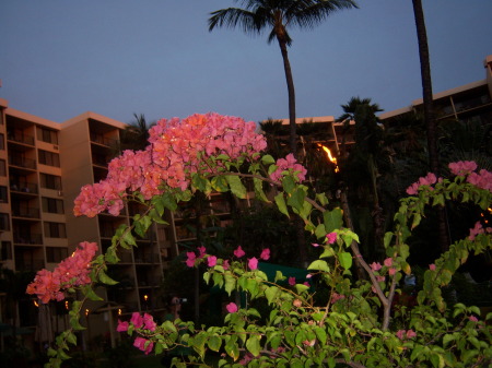 Kaanapali Shores Resort Maui