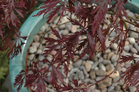 japanese maple