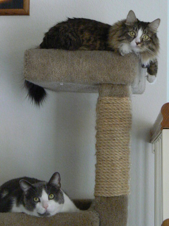 Our "kids"  Sophie (top) & Gus