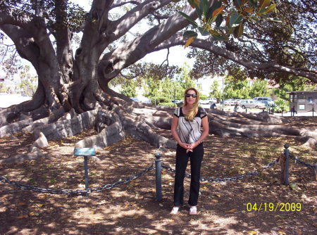 Santa Barbara-Morton Fig tree