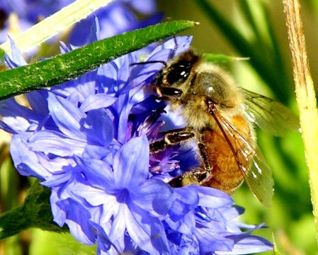 Honey bee on Bachler button